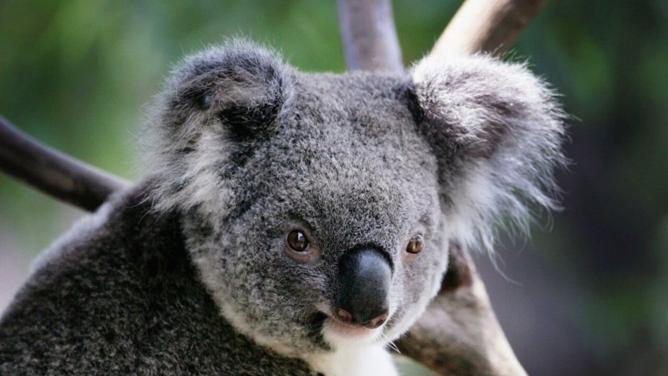 Коала на эвкалипте