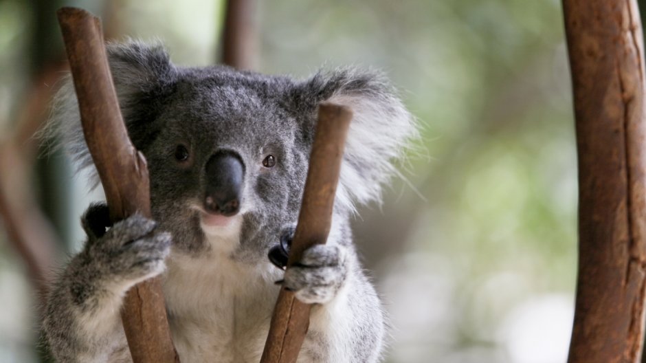 Коала смеется