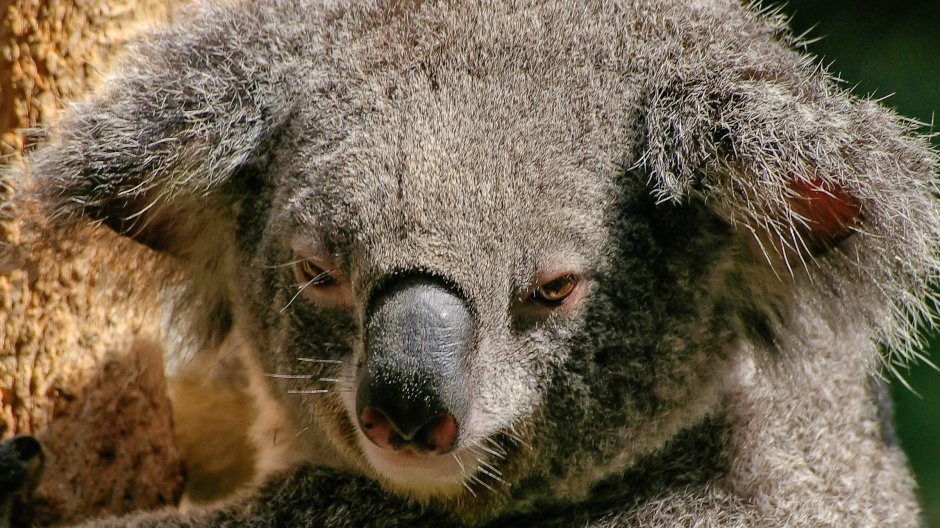 Довольная коала