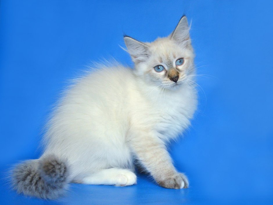 Невская маскарадная