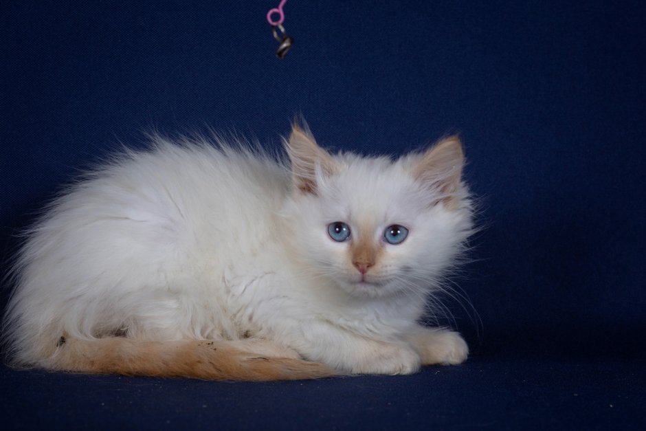 Невская маскарадная кошка Рэд-Пойнт