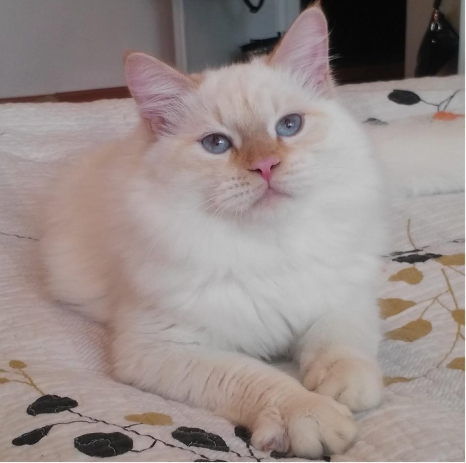 Невская маскарадная кот ред Пойнт