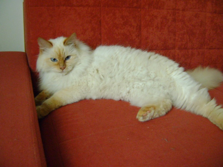 Невская маскарадная ред Пойнт