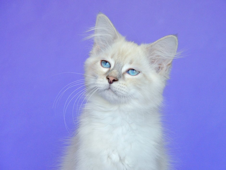 Невская маскарадная тебби Пойнт