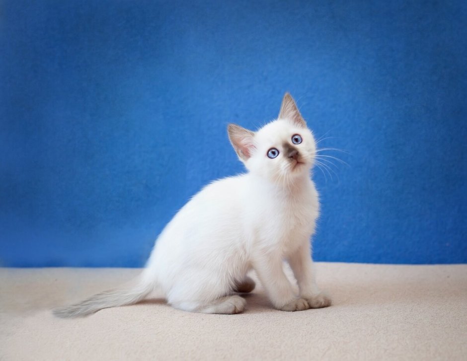 Сибирская ангора кошка белый кот