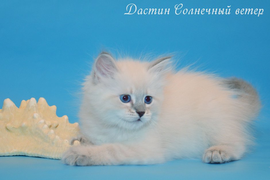 Невская маскарадная окрас ред пойнт