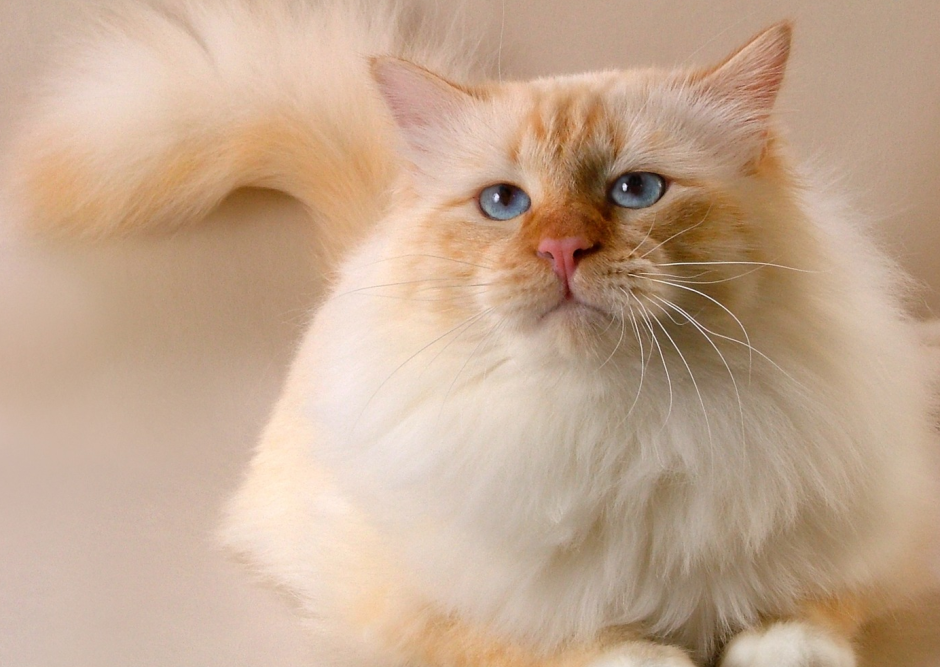 Священная Бирма ред Пойнт