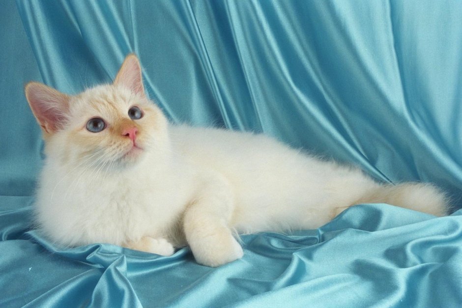 Золотой затущеванный колор поинт