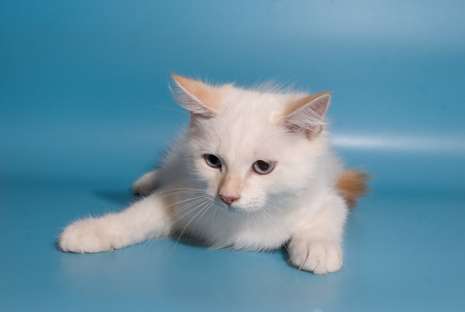 Бирма кошка Пойнт