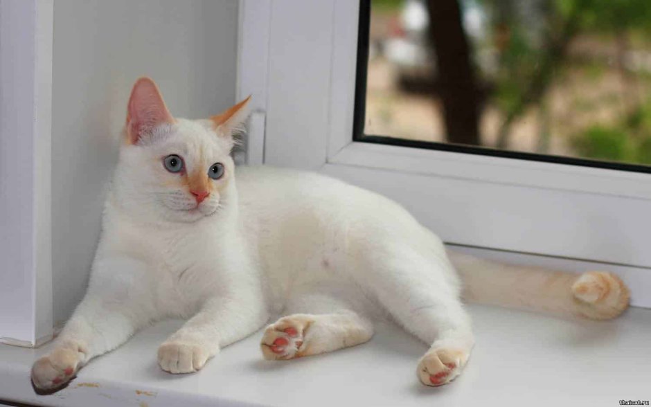 Рэгдолл колор Пойнт