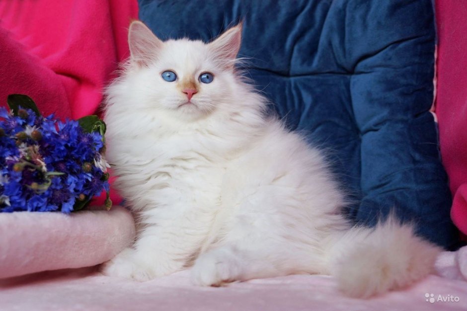 Невская маскарадная кошка Блю-тебби-Пойнт с отливом серебром