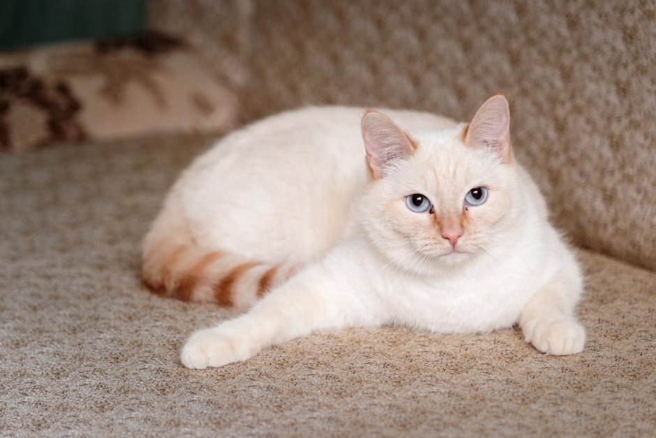 Тайская кошка реж поинт