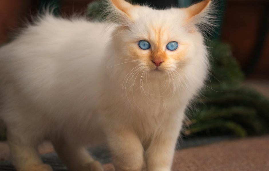 Тайская кошка фавн Пойнт