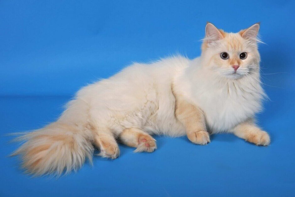 Невская маскарадная ред Пойнт