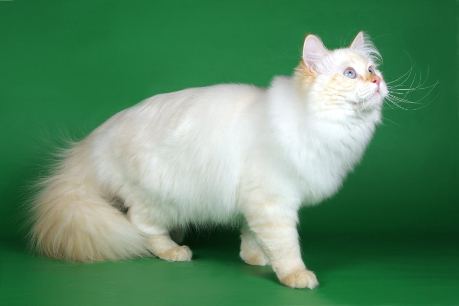 Балинезийская Рэгдолл