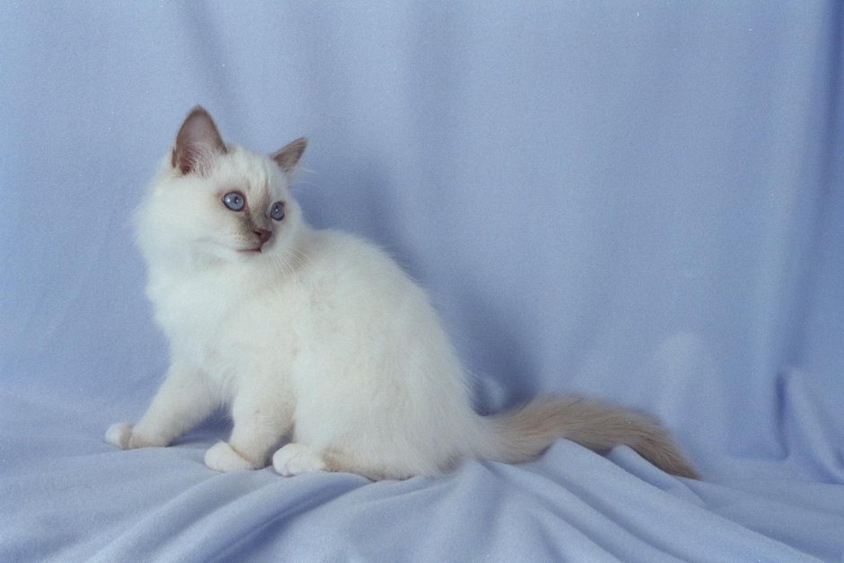 Сиамская кошка ред Пойнт