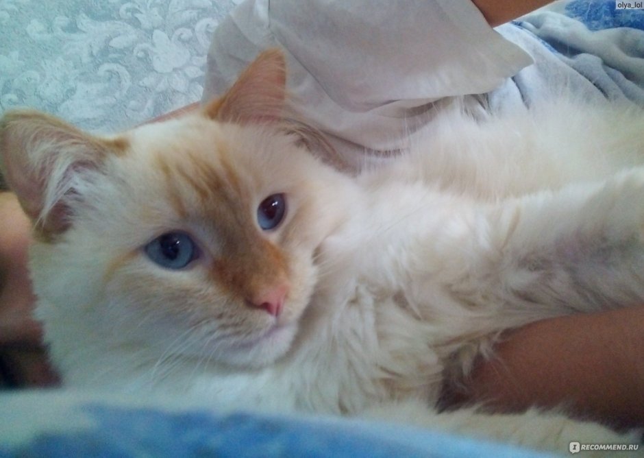 Райская кошка Ре поинт