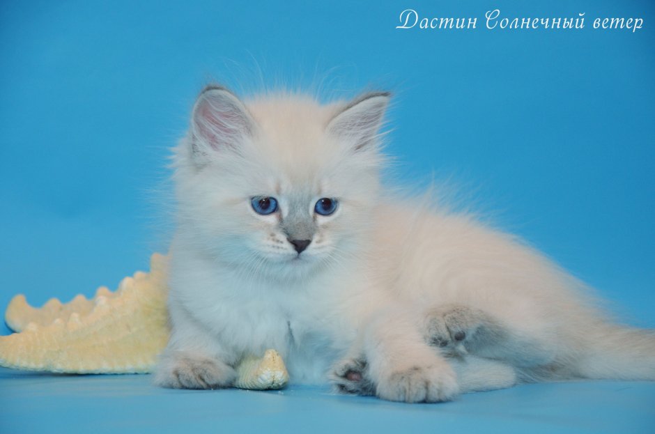 Священная Бирма кошка ред Пойнт