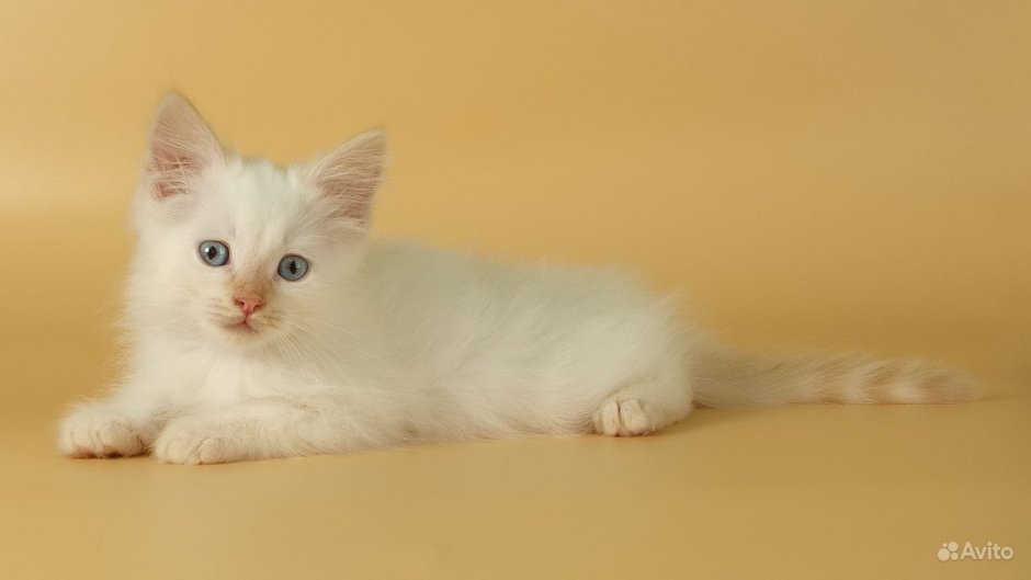 Кошка персик