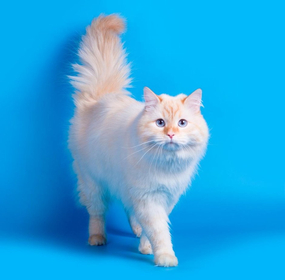 Невская маскарадная рыжая