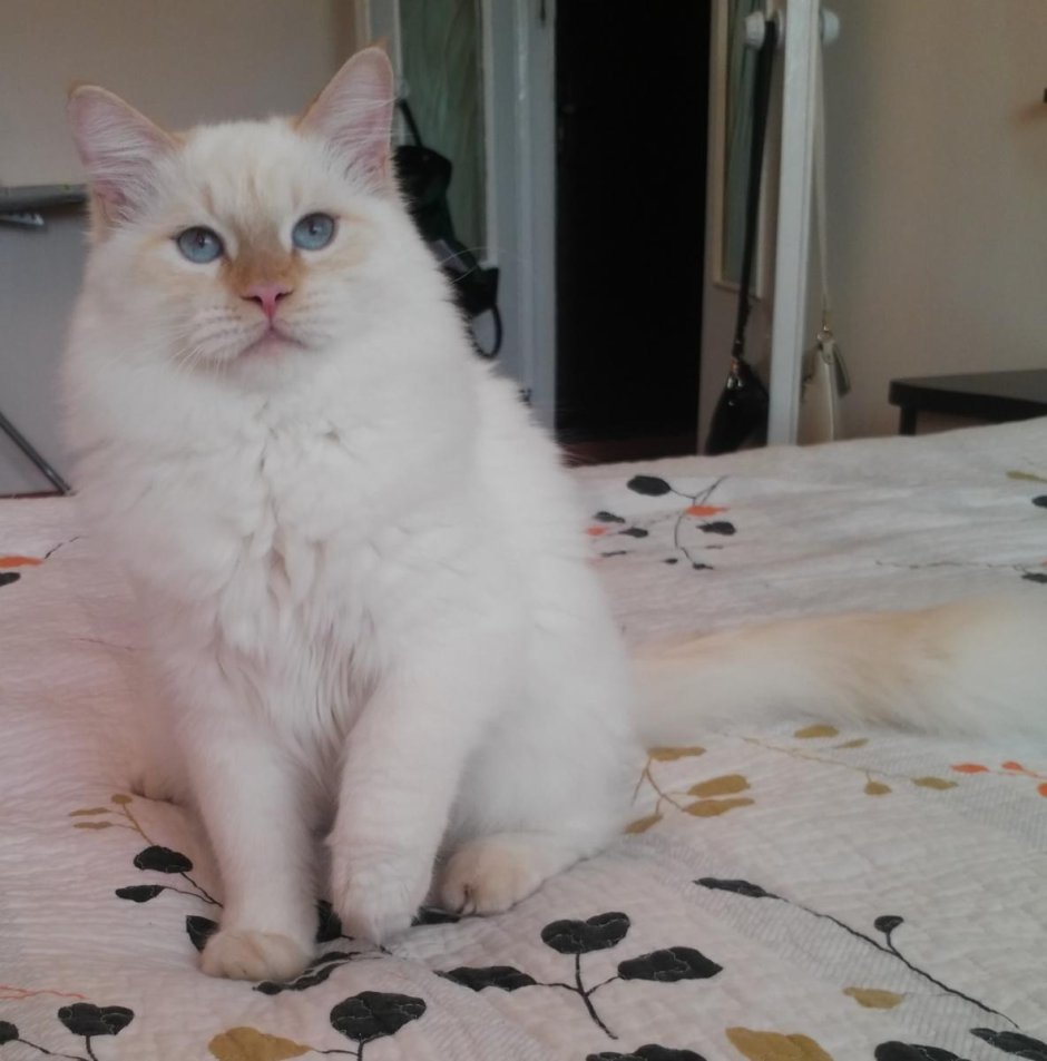 Меконгский бобтейл