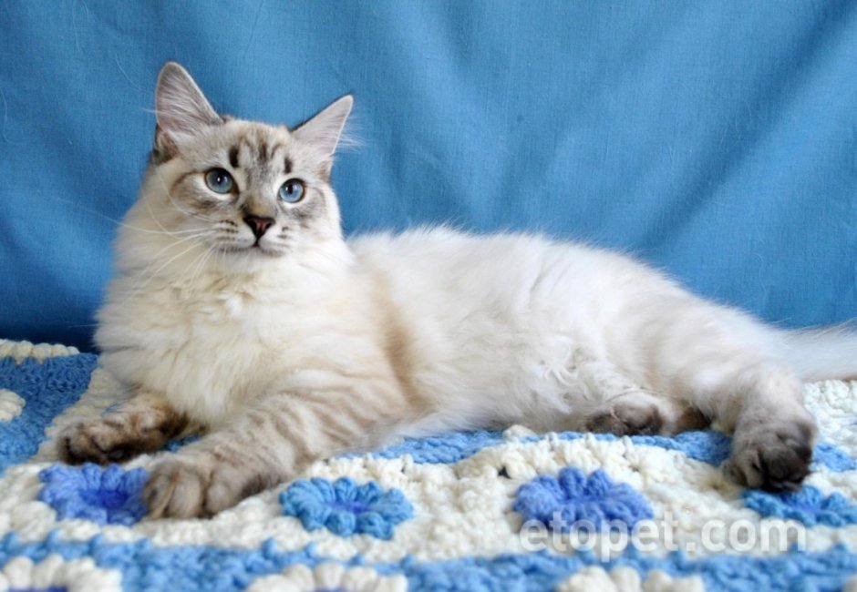 Тайская ред поинт кошка