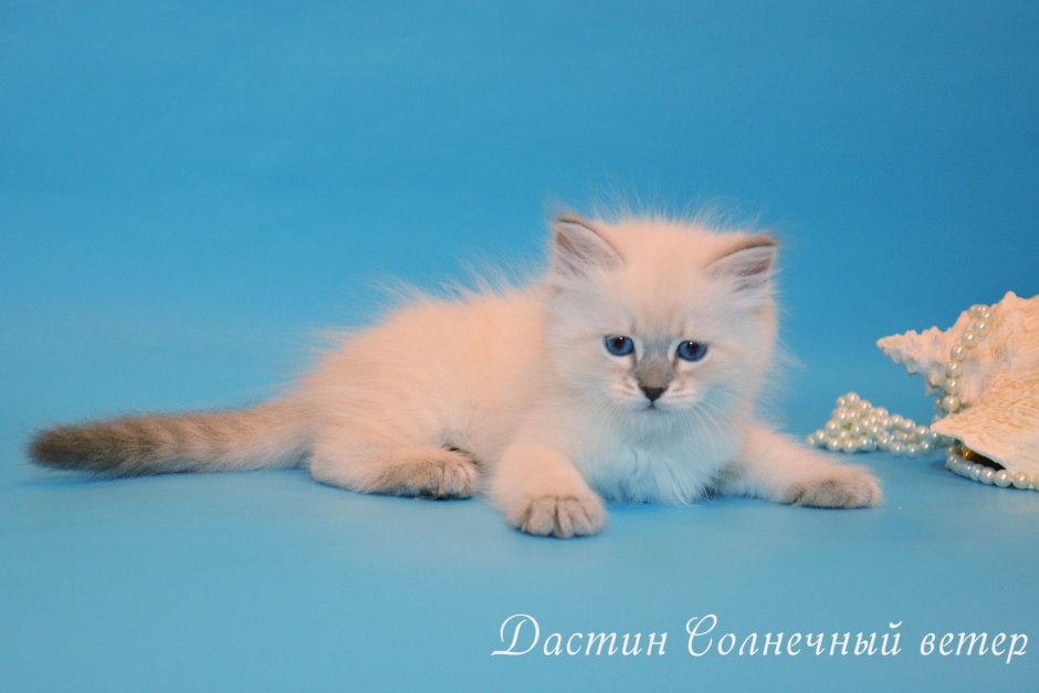 Белый кот с голубыми глазами