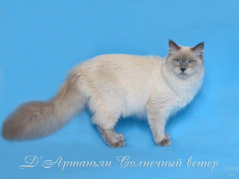 Невская маскарадная кошка