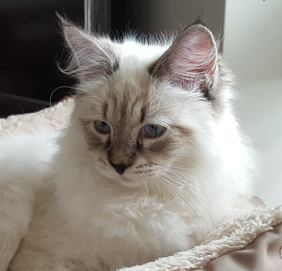 Рэгдолл и Невская маскарадная