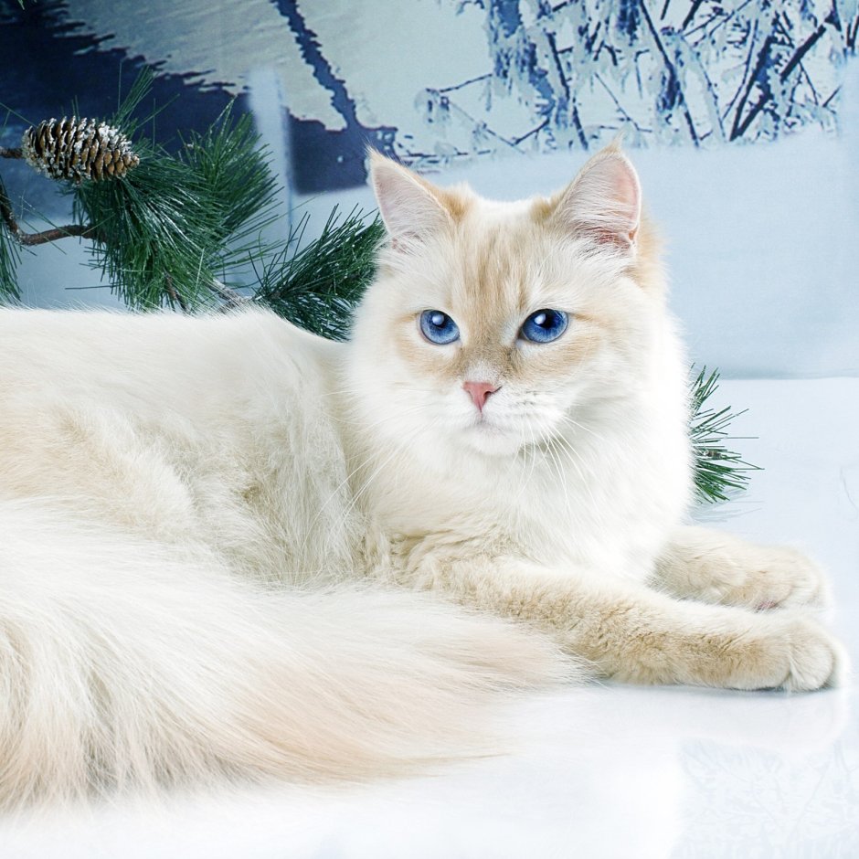 Сиамский кот ред Пойнт