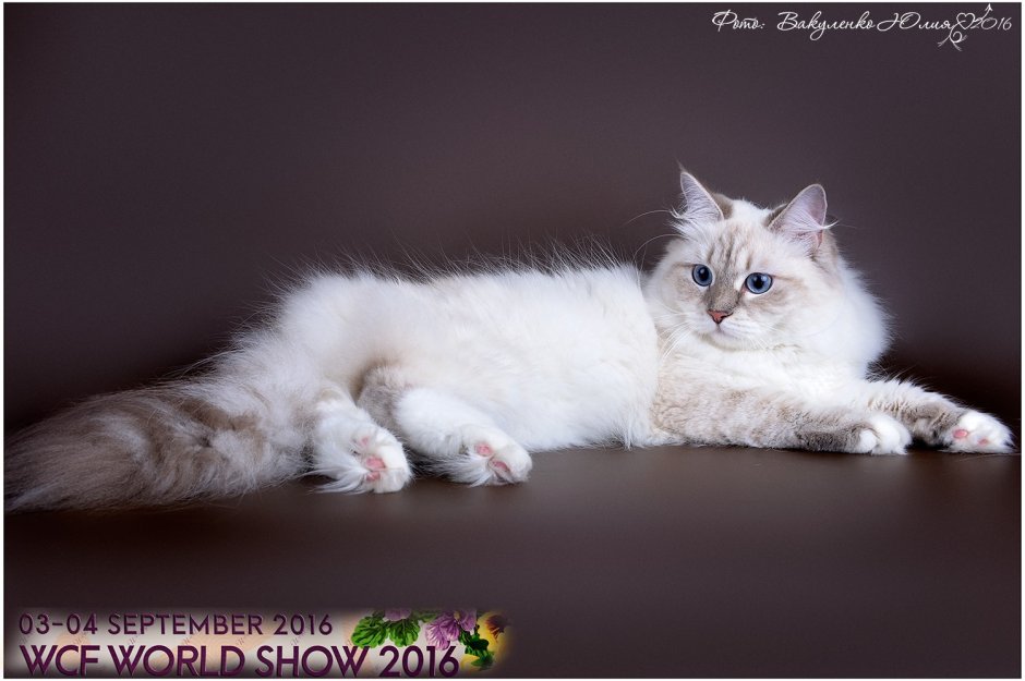 Германка кошка