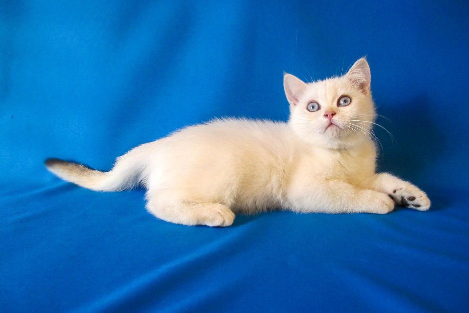 Невская маскарадная ред Пойнт