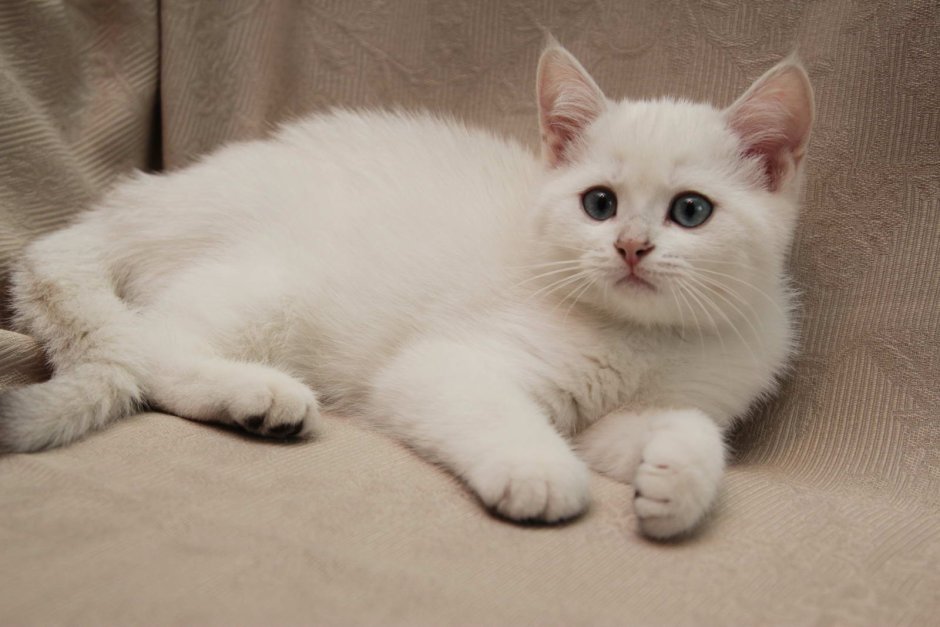 Бежевый с белым котенок