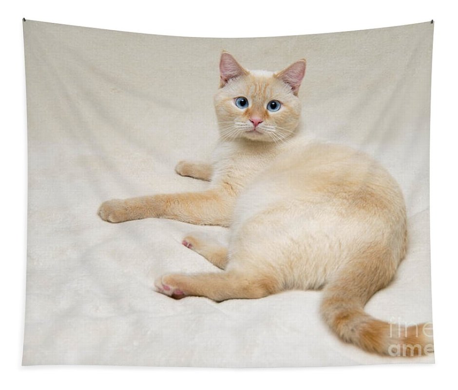 Британские котята сил поинт