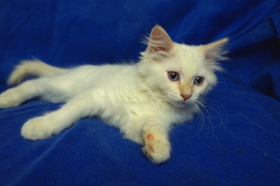 Сил тебби Пойнт Невская маскарадная