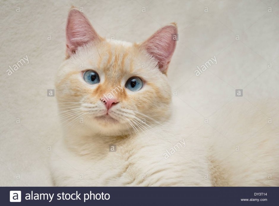 Сил Пойнт Бирма кошка