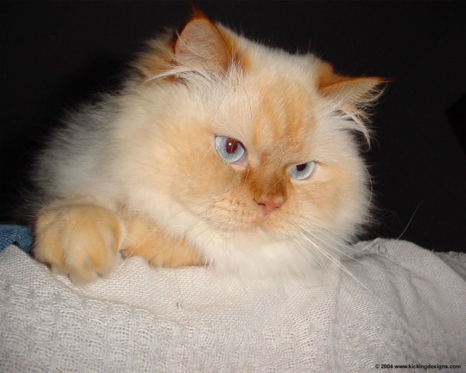 Тайская кошка длинношерстная ред поинт