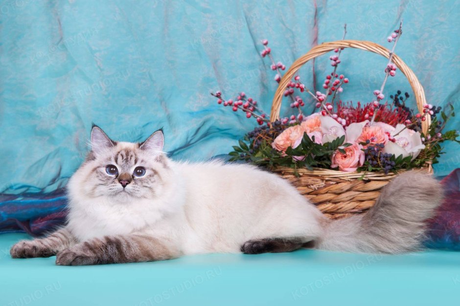 Мальчик Невский маскарадный кремовый