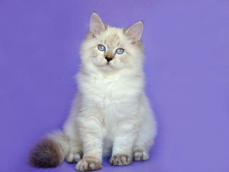Тайский кремовый кот