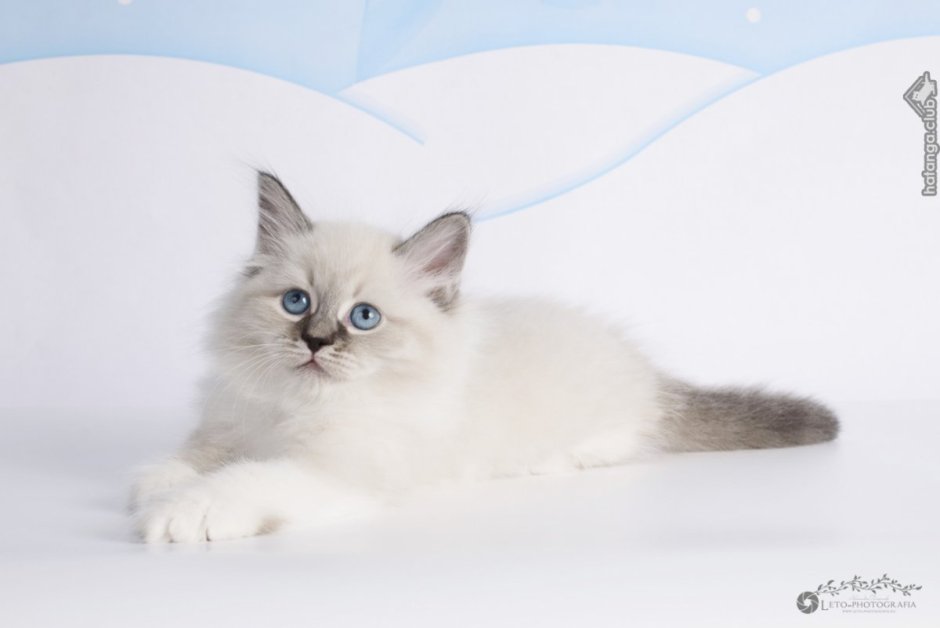 Невская маскарадная Балинезийская