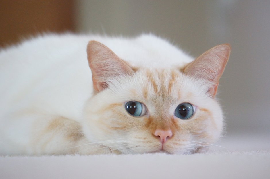 Купить котенка Невской маскарадной в ДНР цена