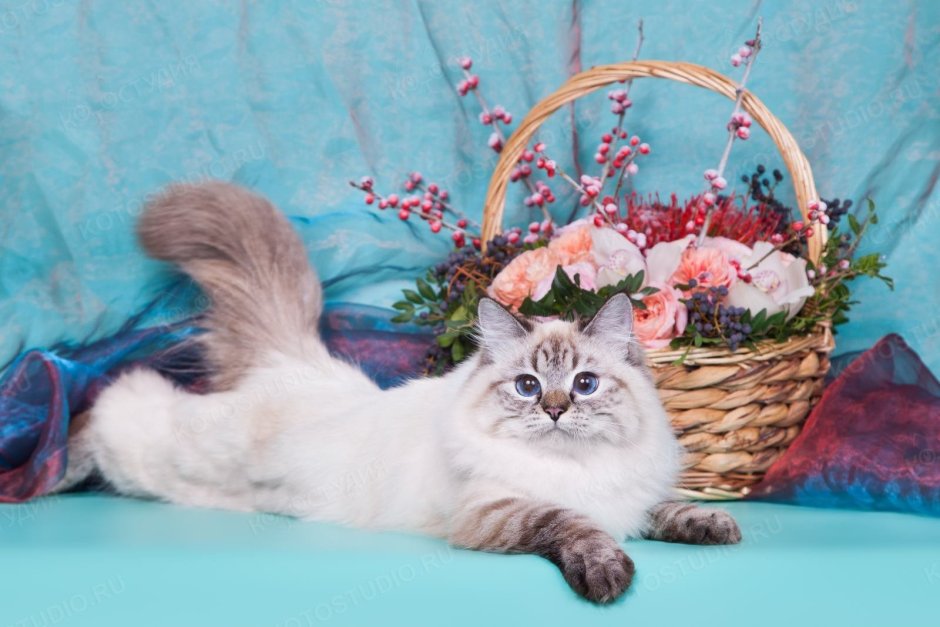 Рэгдолл и Сибирская кошка