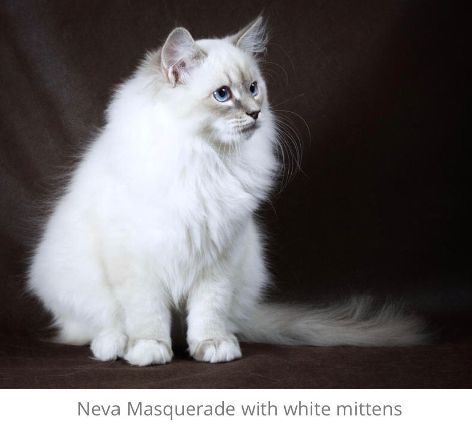 Бежевый котенок