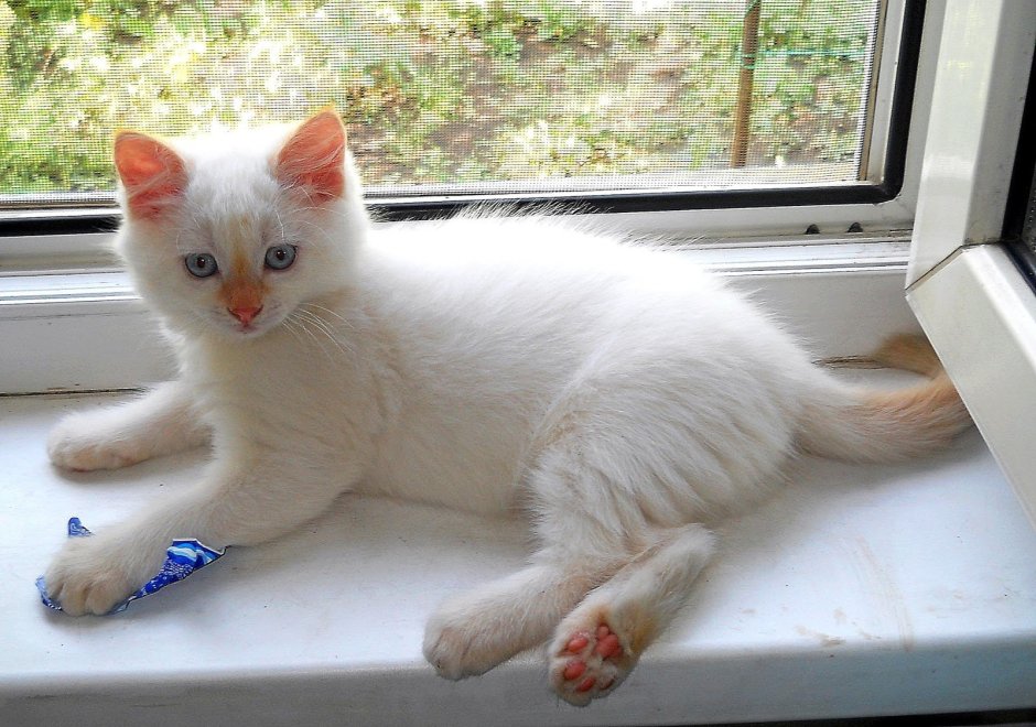 Тайская кошка ред Пойнт