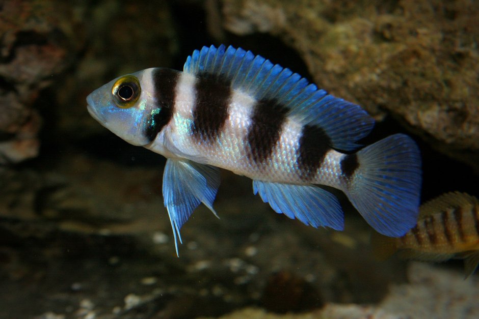 Neolamprologus tretocephalus