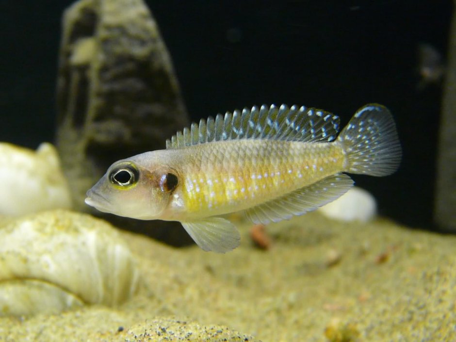 Neolamprologus pulcher Daffodil f1