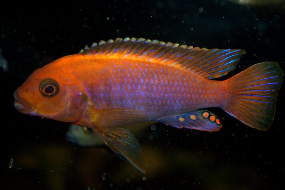 Neolamprologus multifasciatus