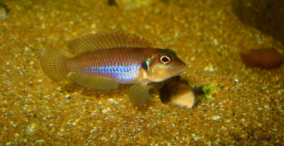 Neolamprologus caudopunctatus 'Kapampa'