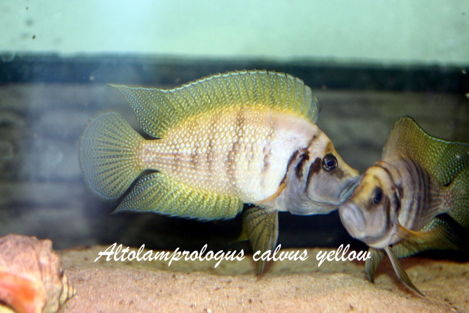 Neolamprologus multifasciatus