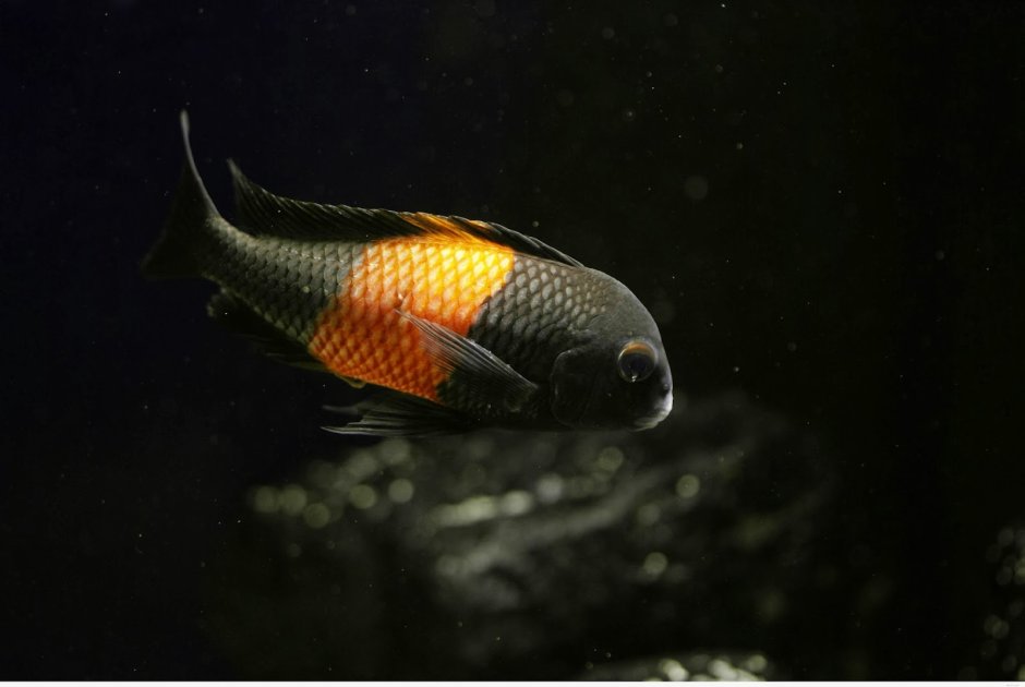 Neolamprologus leleupi Yellow